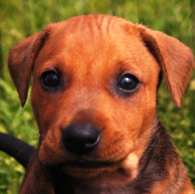 Pinscher * Xélanc Original Ockra
